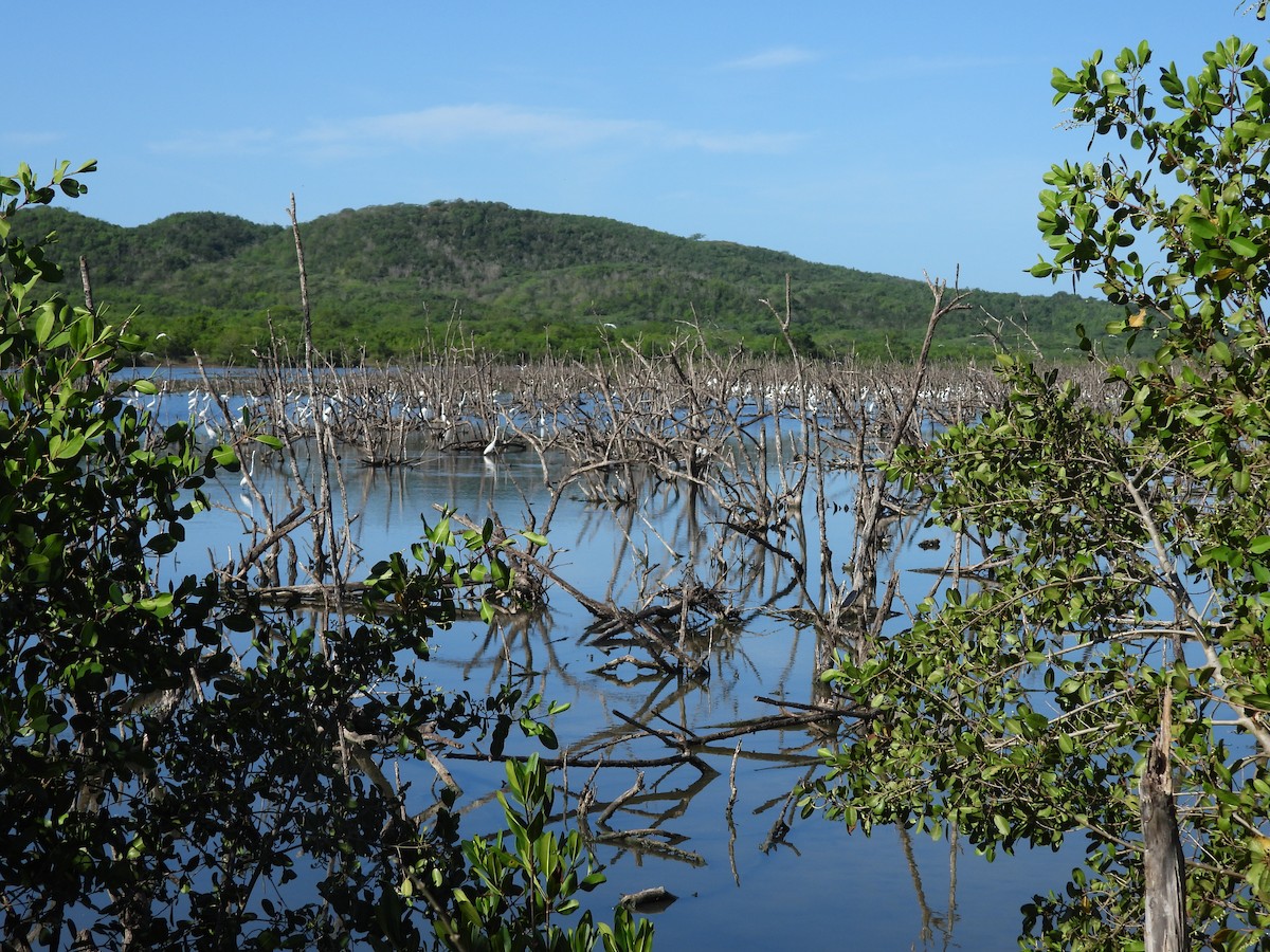 Great Egret - ML496083841