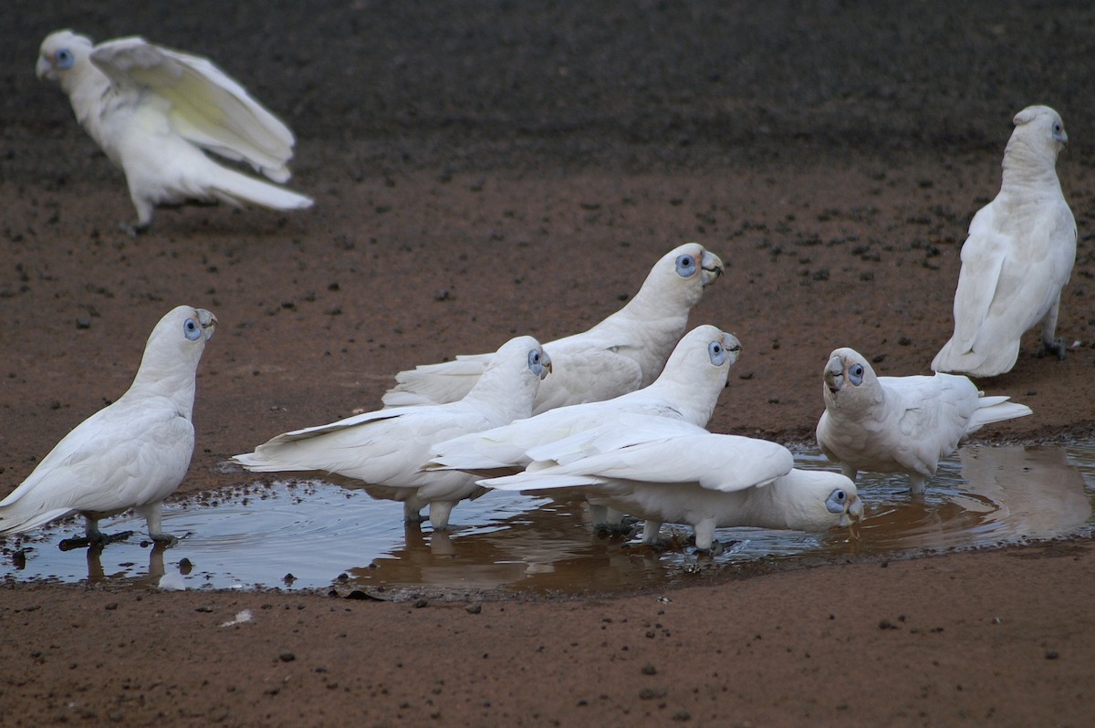 Little Corella - ML49608481