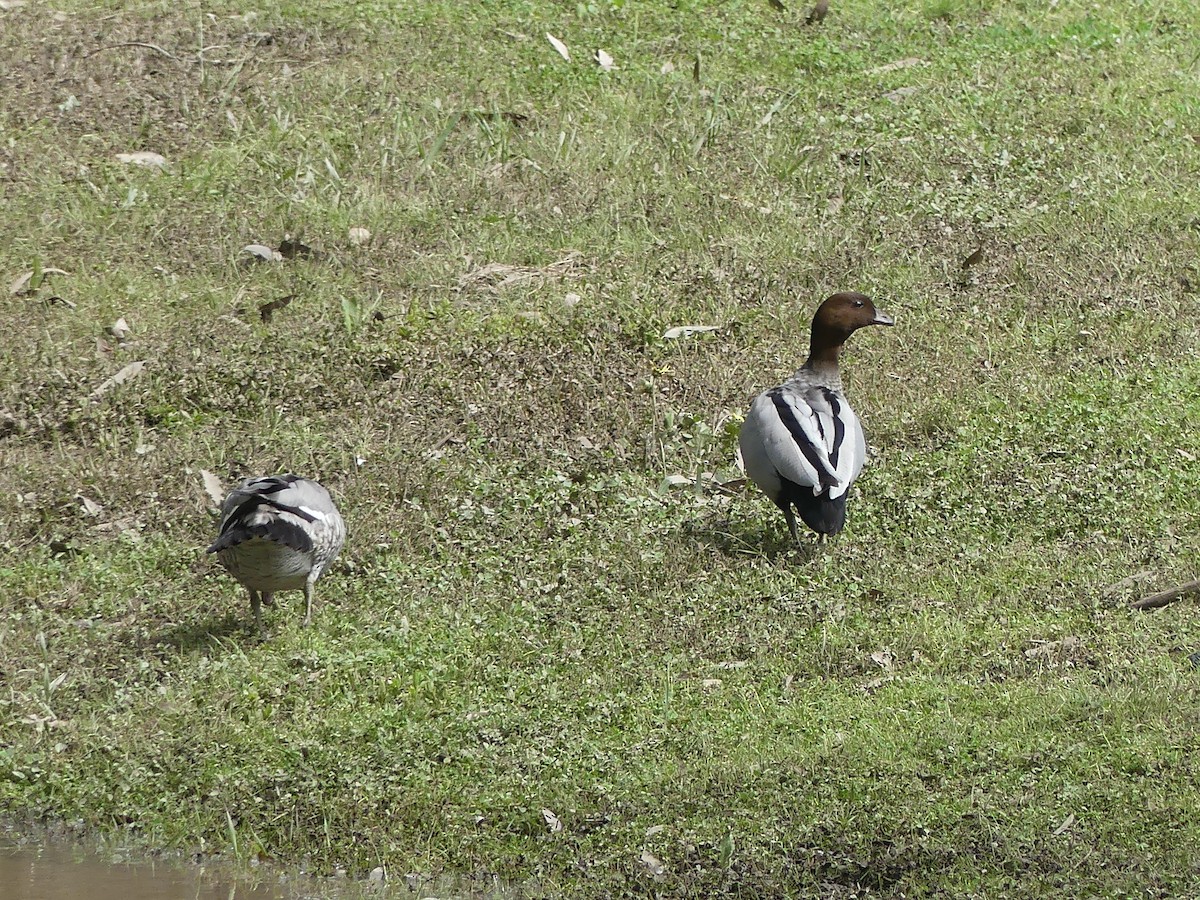 Maned Duck - ML496085151