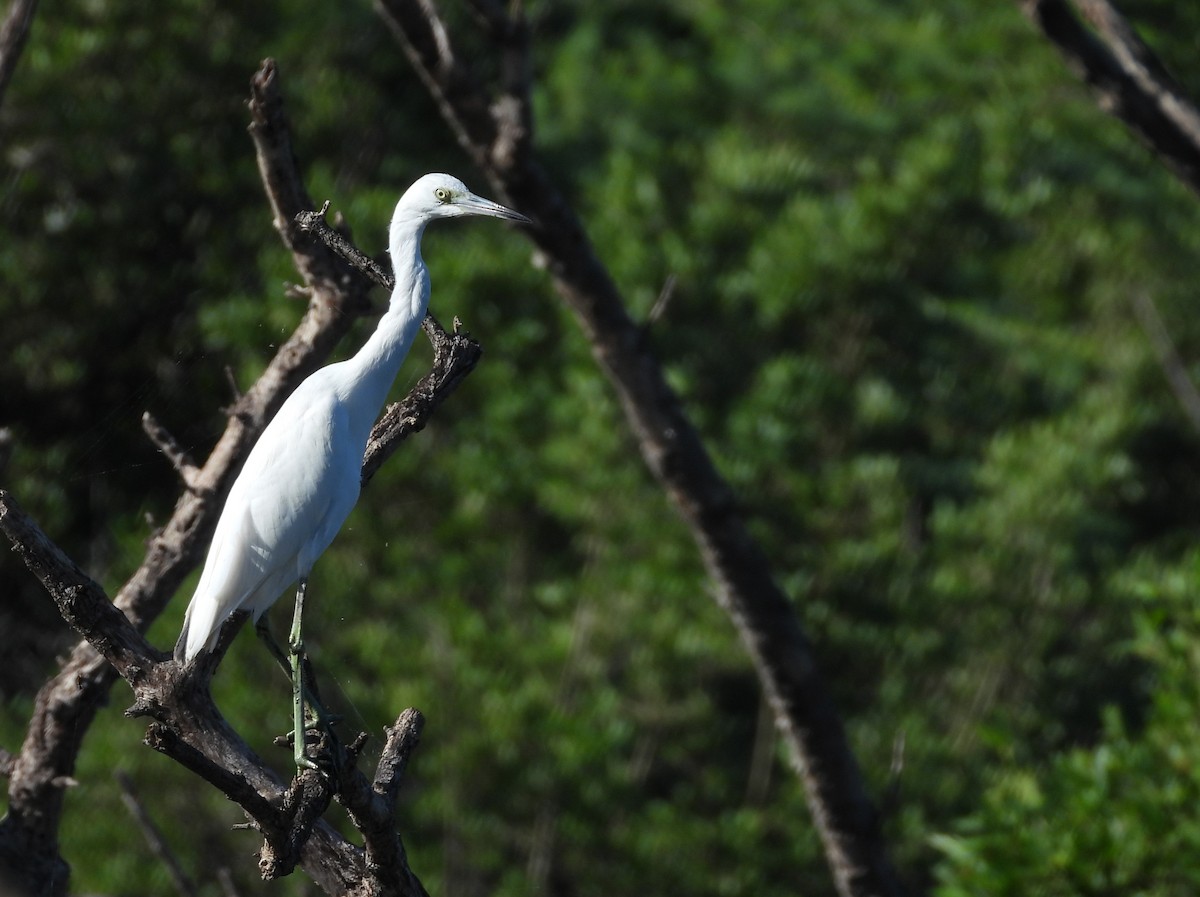 Little Blue Heron - ML496085211