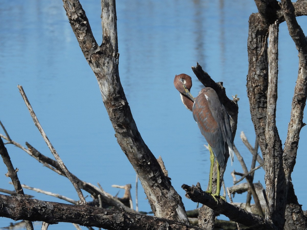 Tricolored Heron - ML496085721