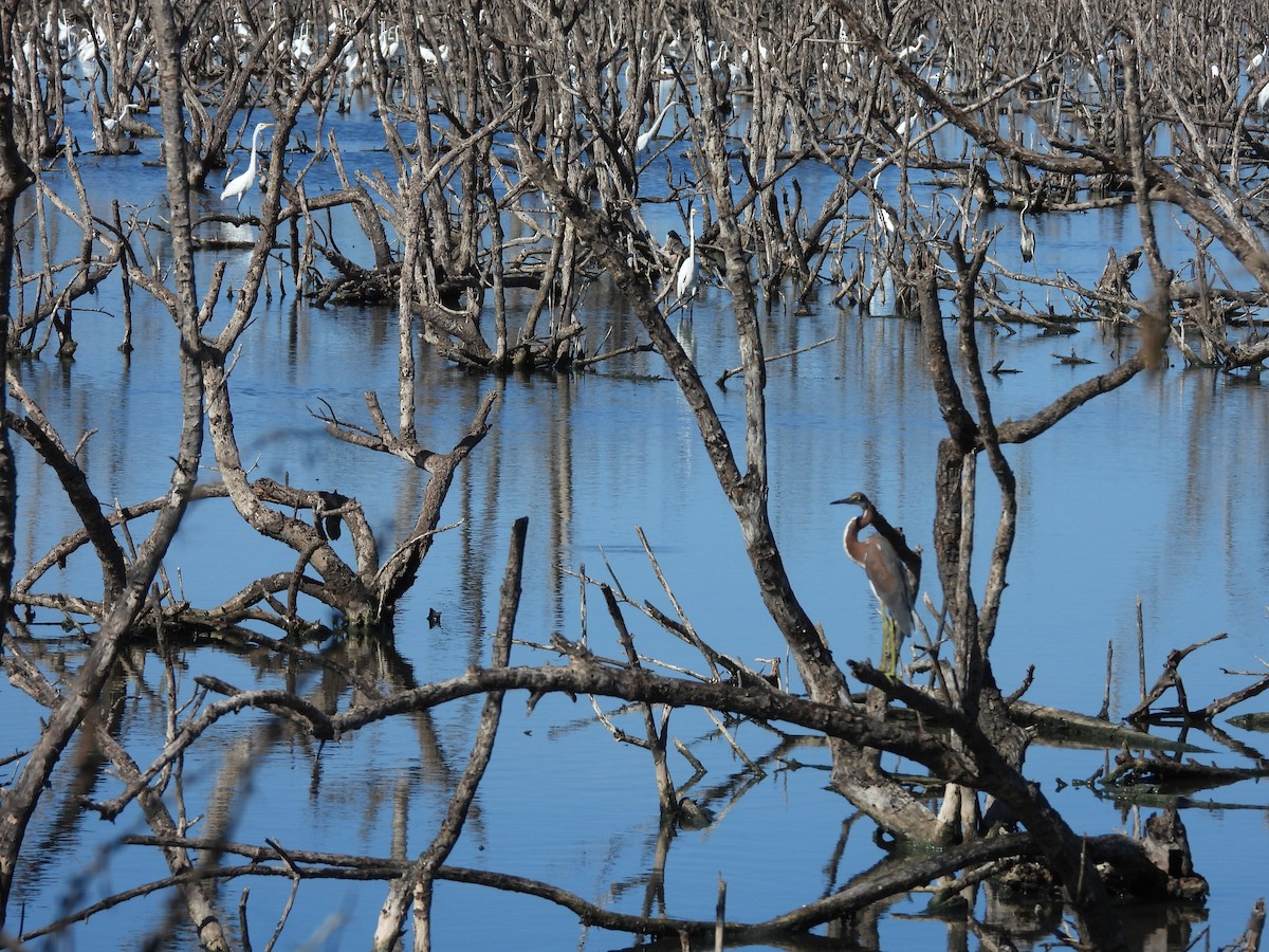 Tricolored Heron - ML496085731
