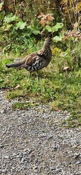 Ruffed Grouse - ML496086131