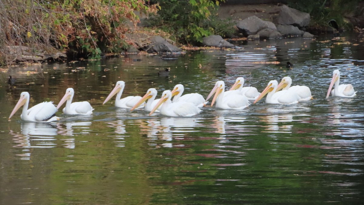 American White Pelican - ML496086641