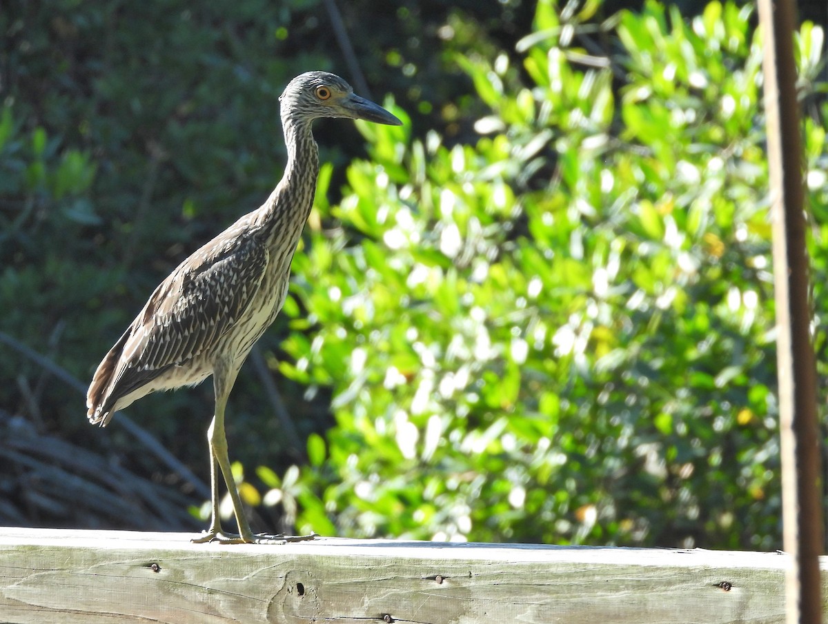 Yellow-crowned Night Heron - ML496086821