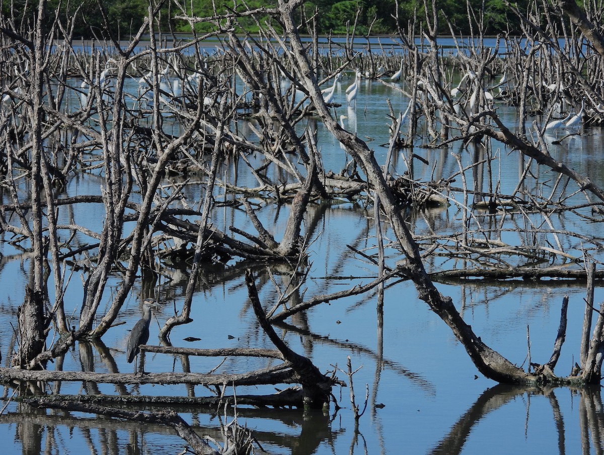 Yellow-crowned Night Heron - ML496086831