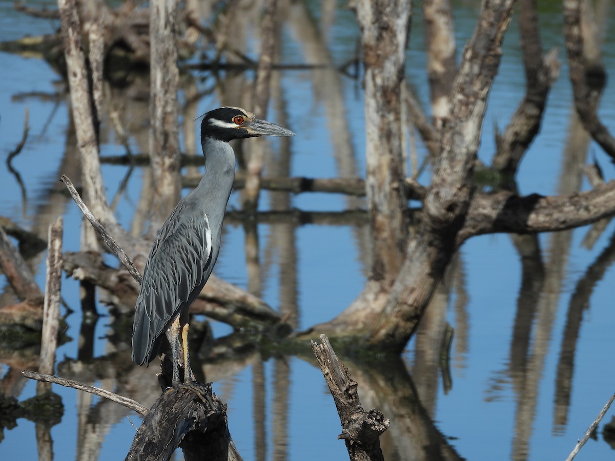 Yellow-crowned Night Heron - ML496086841