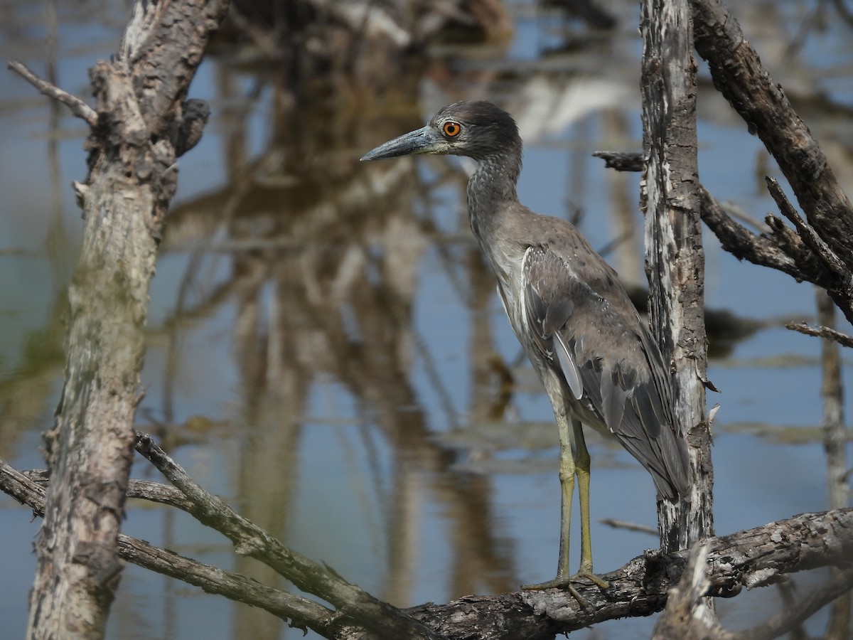 Yellow-crowned Night Heron - ML496086851