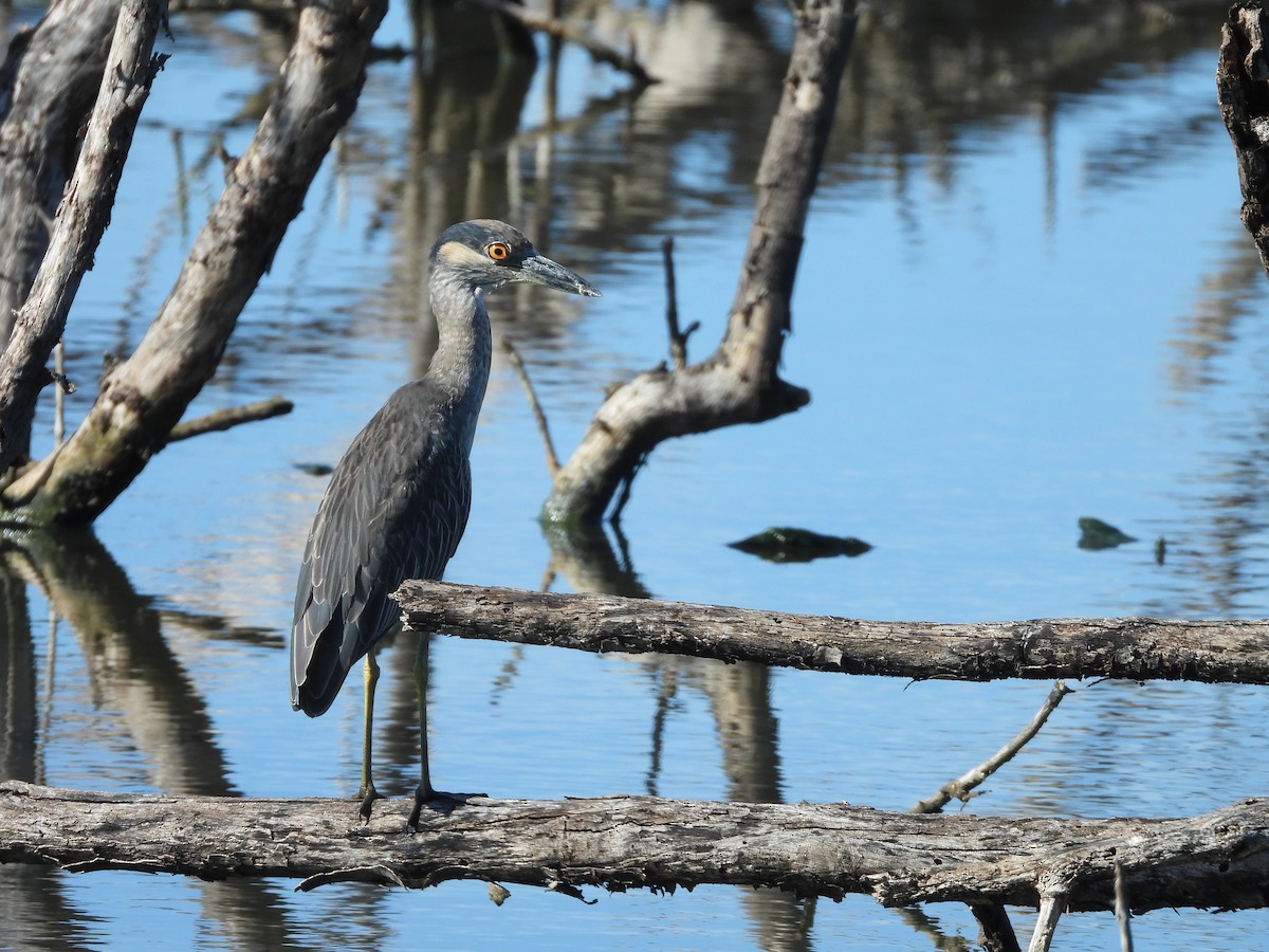 Yellow-crowned Night Heron - ML496086861