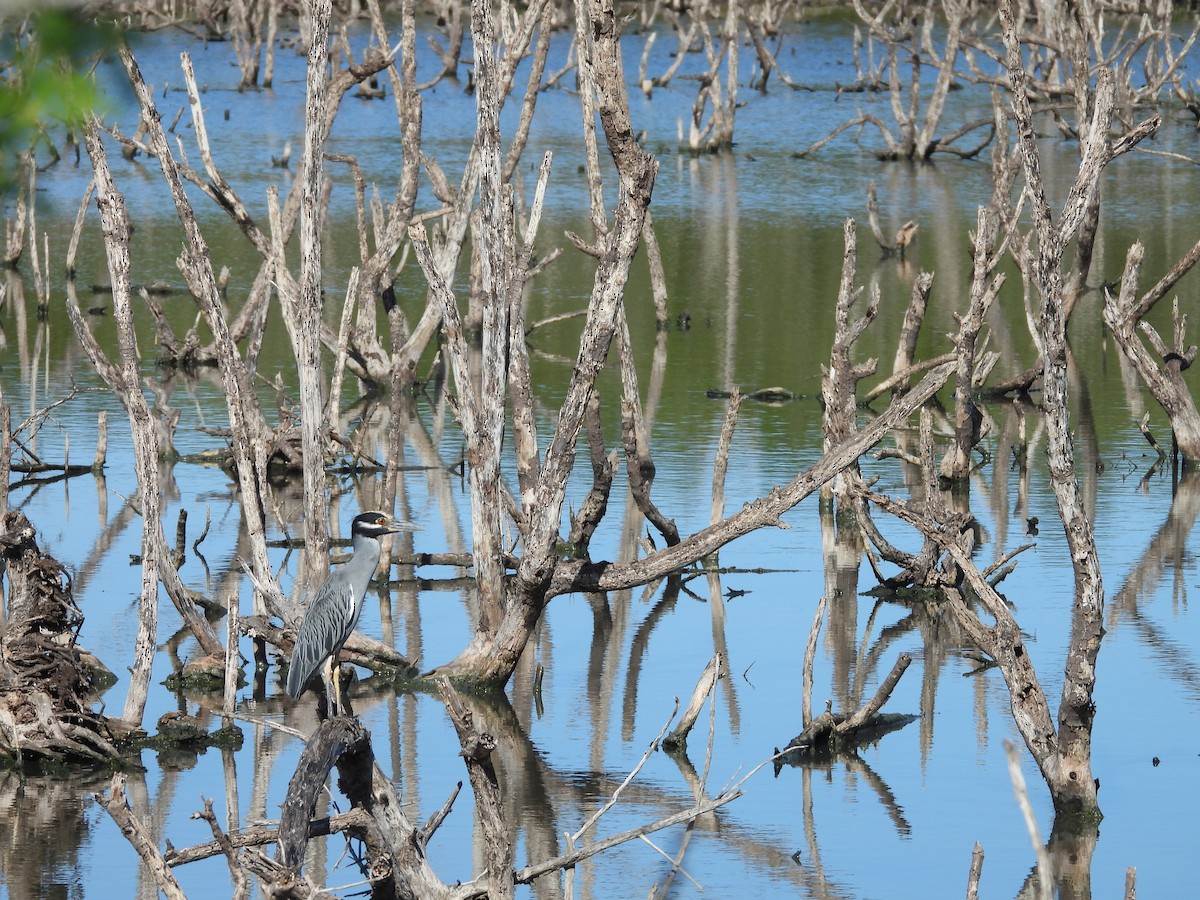Yellow-crowned Night Heron - ML496086871