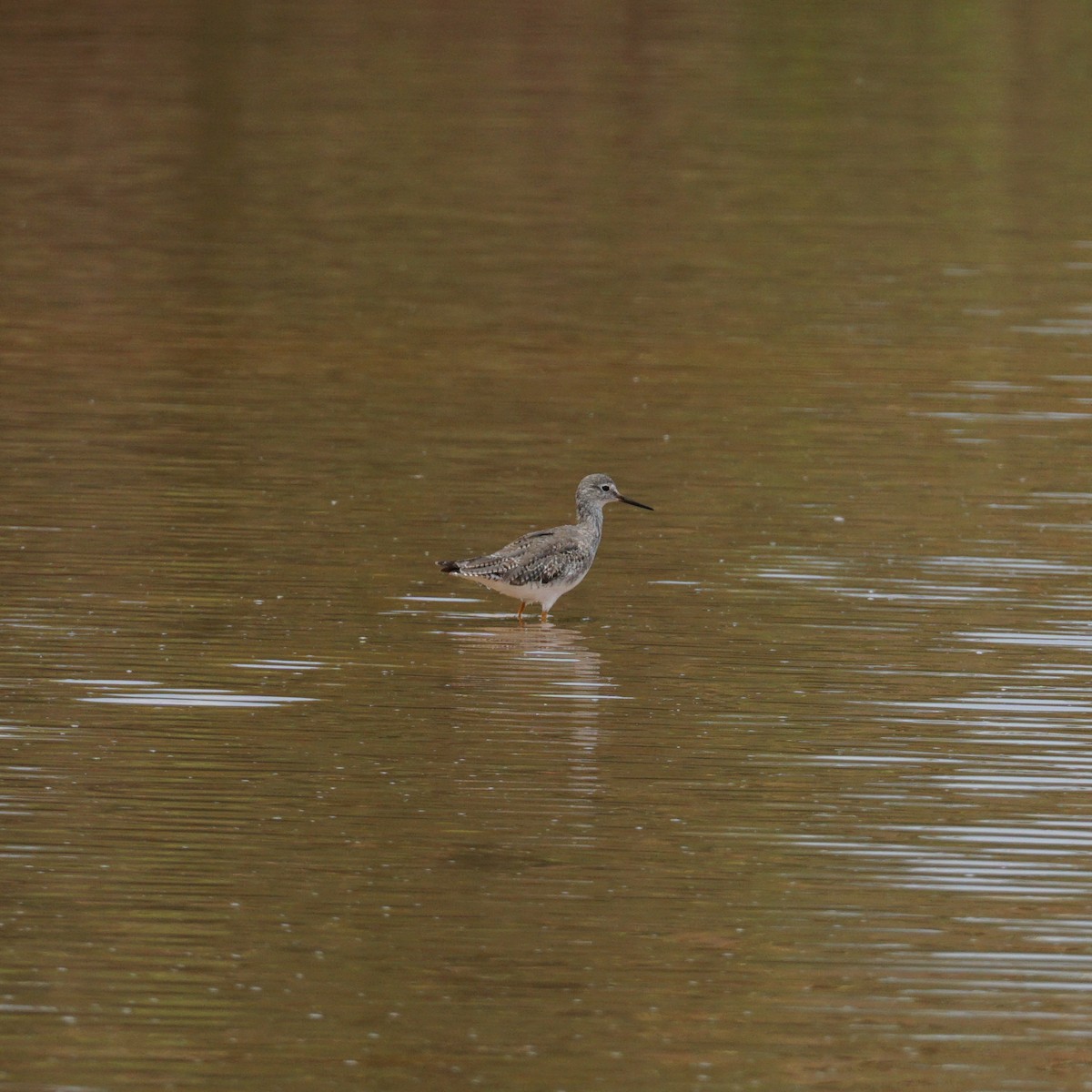 Lesser Yellowlegs - ML496088921