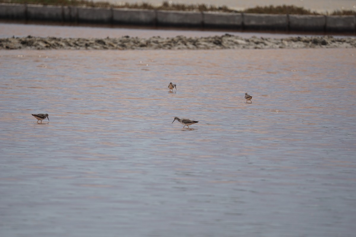 Greater Yellowlegs - ML496088981