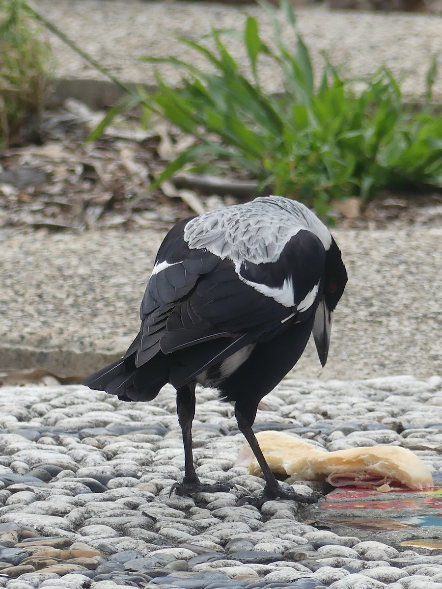 Australian Magpie (White-backed) - ML496089031