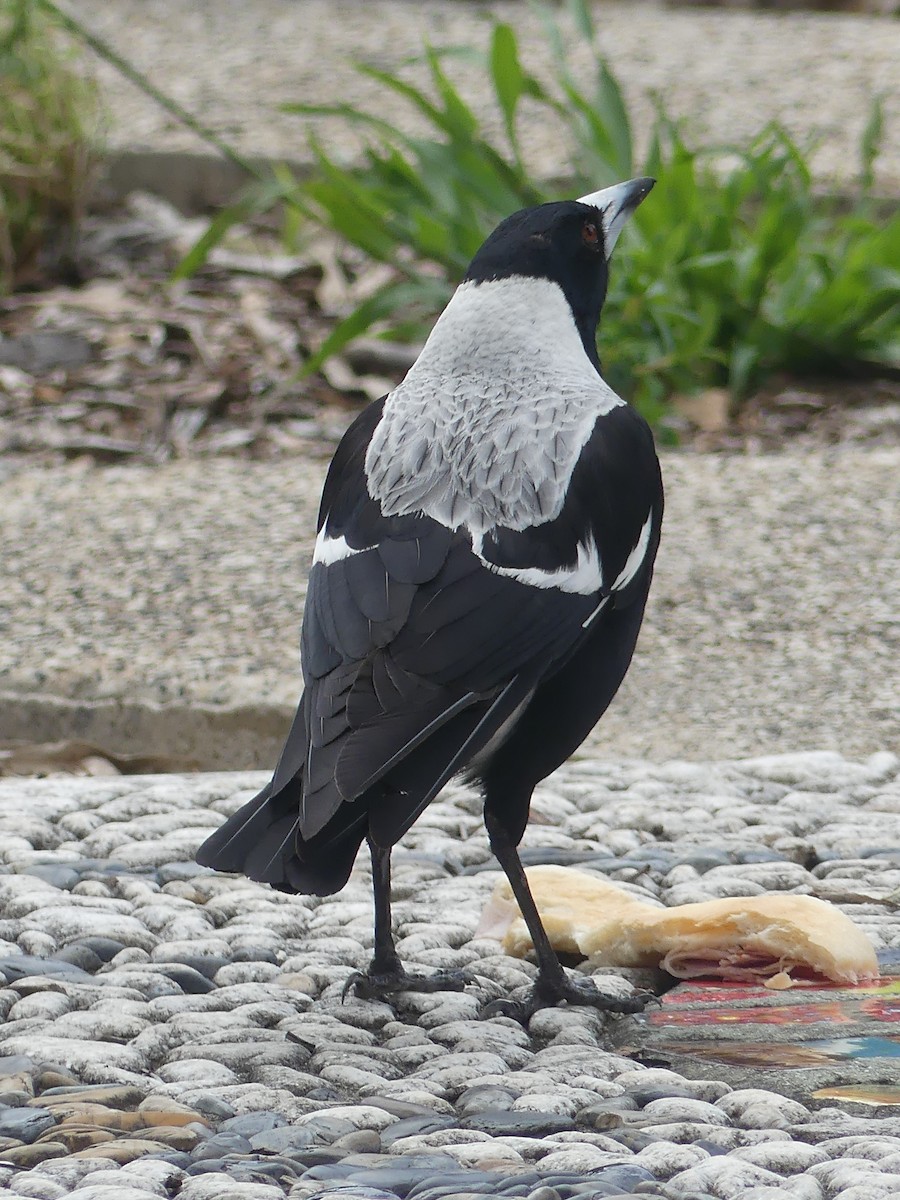 Australian Magpie (White-backed) - ML496089051