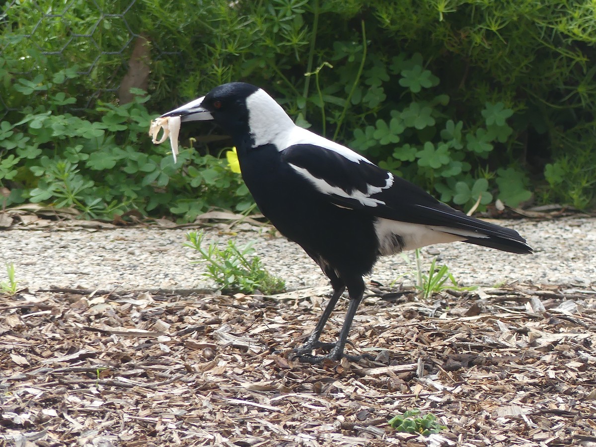 Australian Magpie (White-backed) - ML496089081