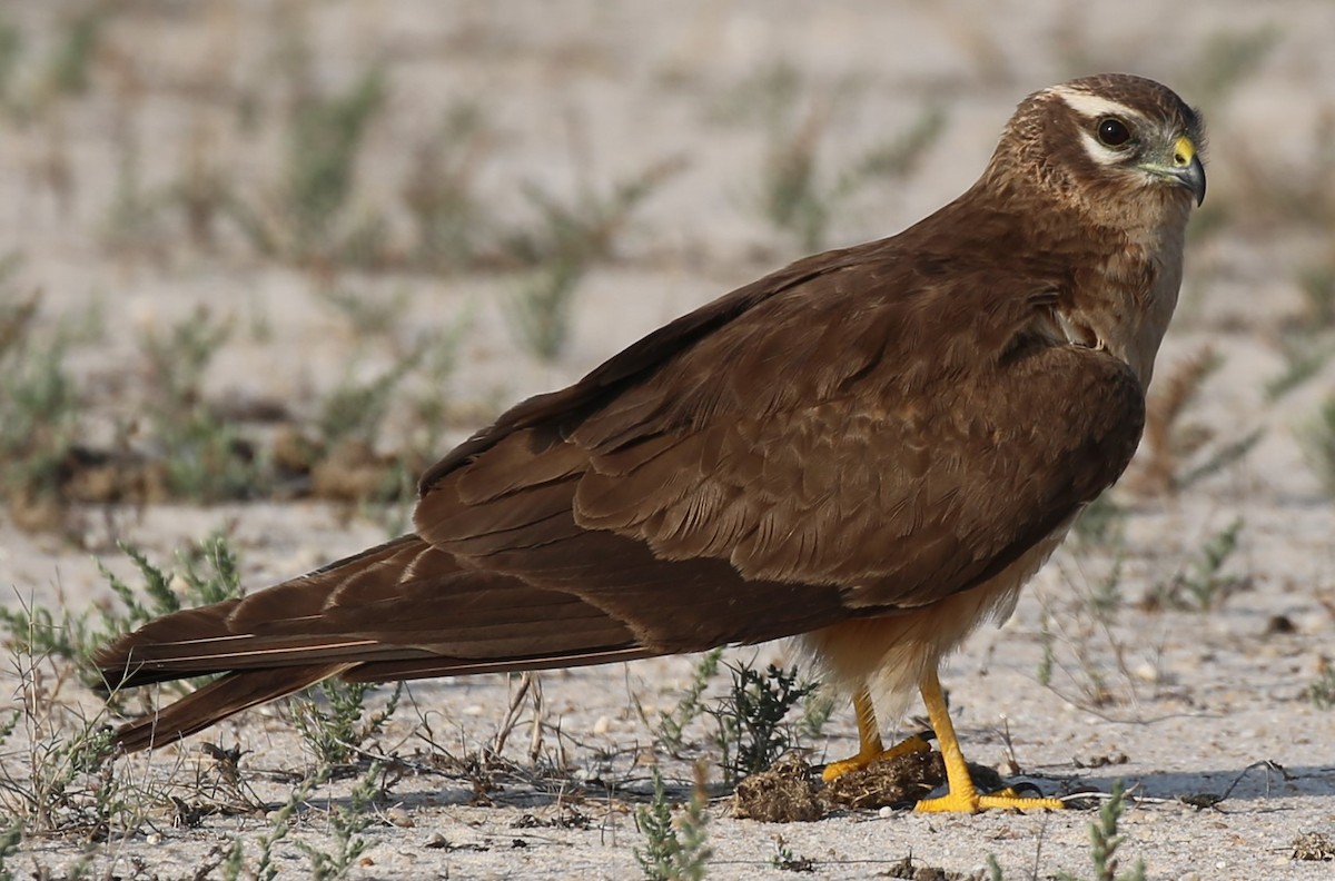 Montagu's Harrier - Surendhar Boobalan