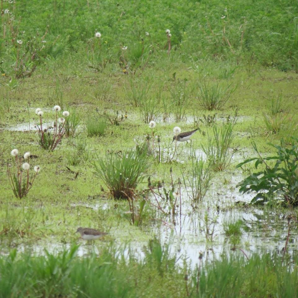 Solitary Sandpiper - ML49609001