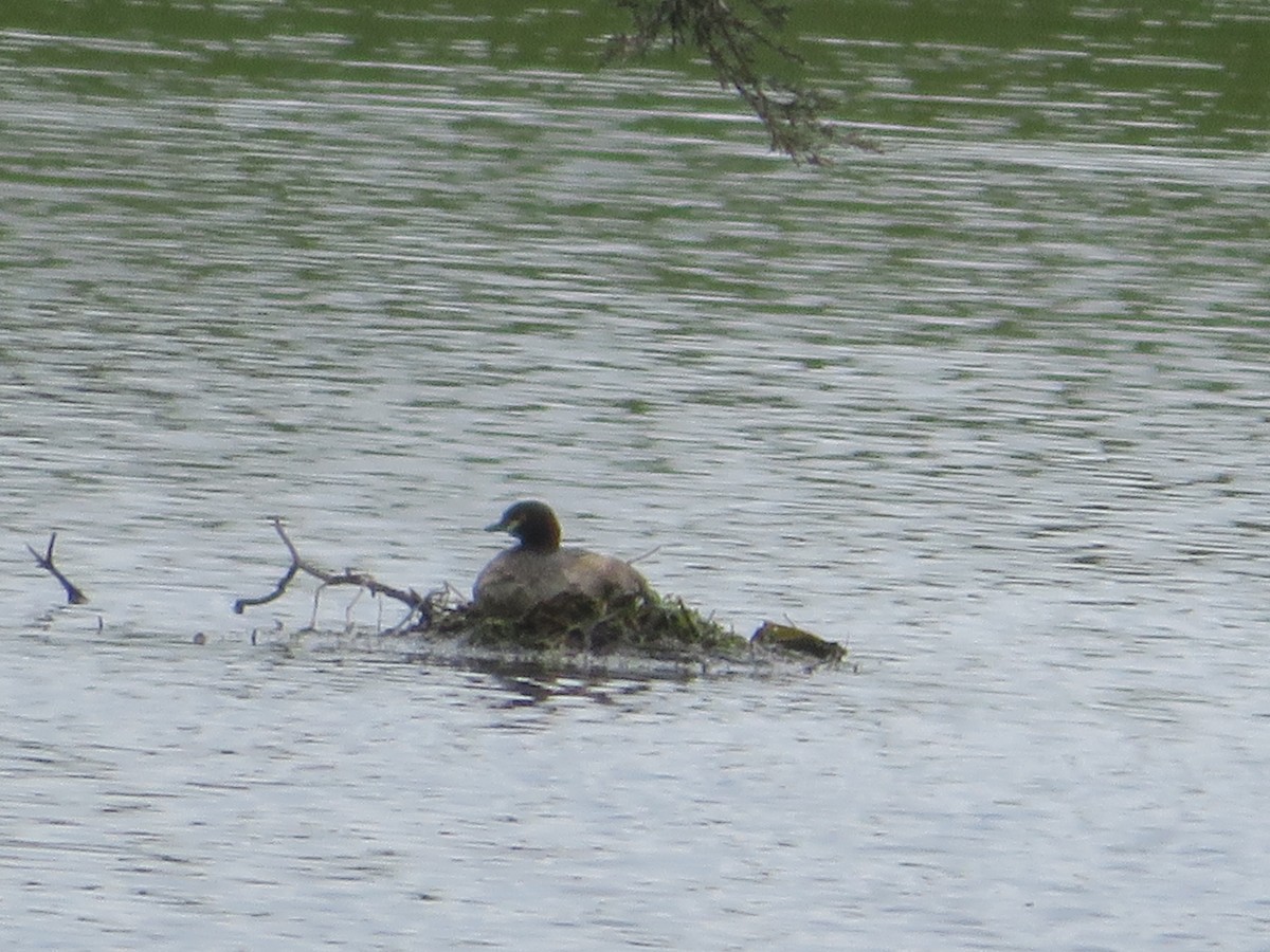 Australasian Grebe - ML496091301