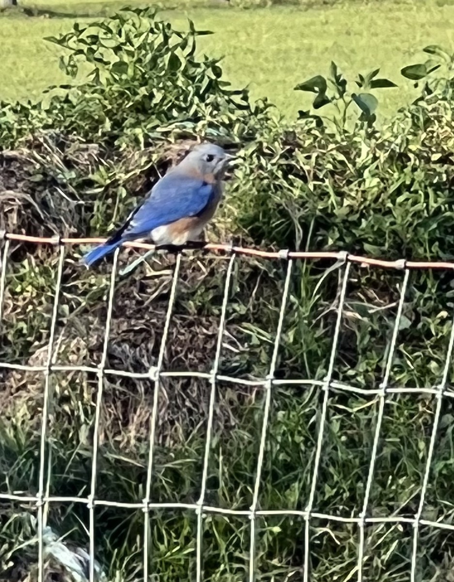 Eastern Bluebird - ML496091331
