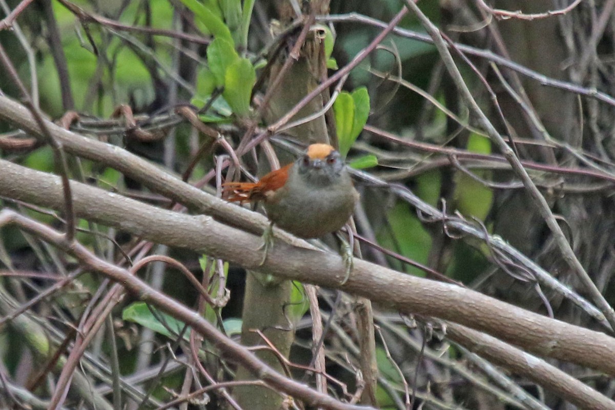 Light-crowned Spinetail - ML496091591