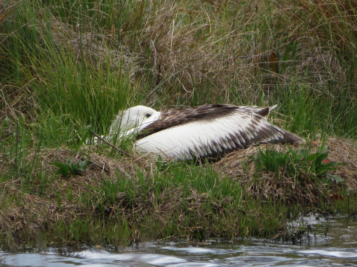 Australian Pelican - ML496091651