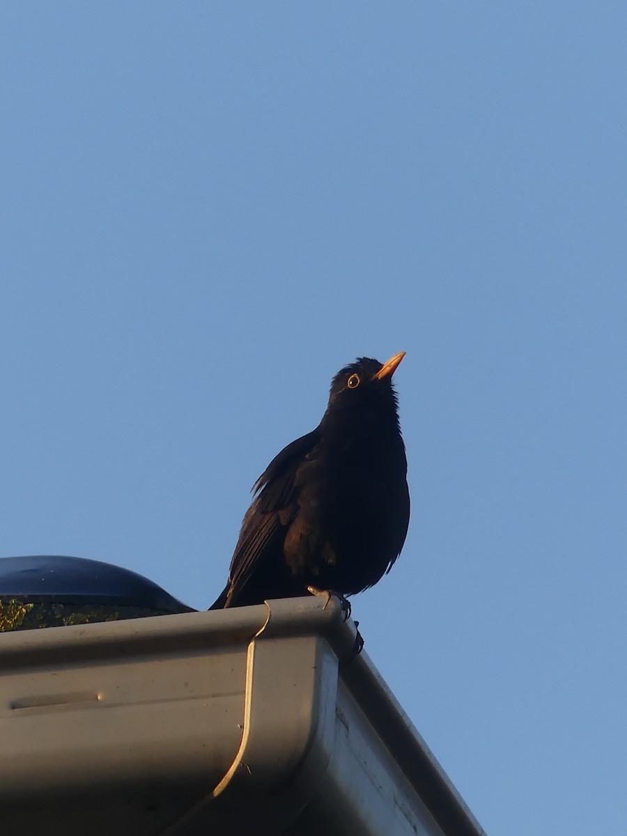 Eurasian Blackbird - ML496093471