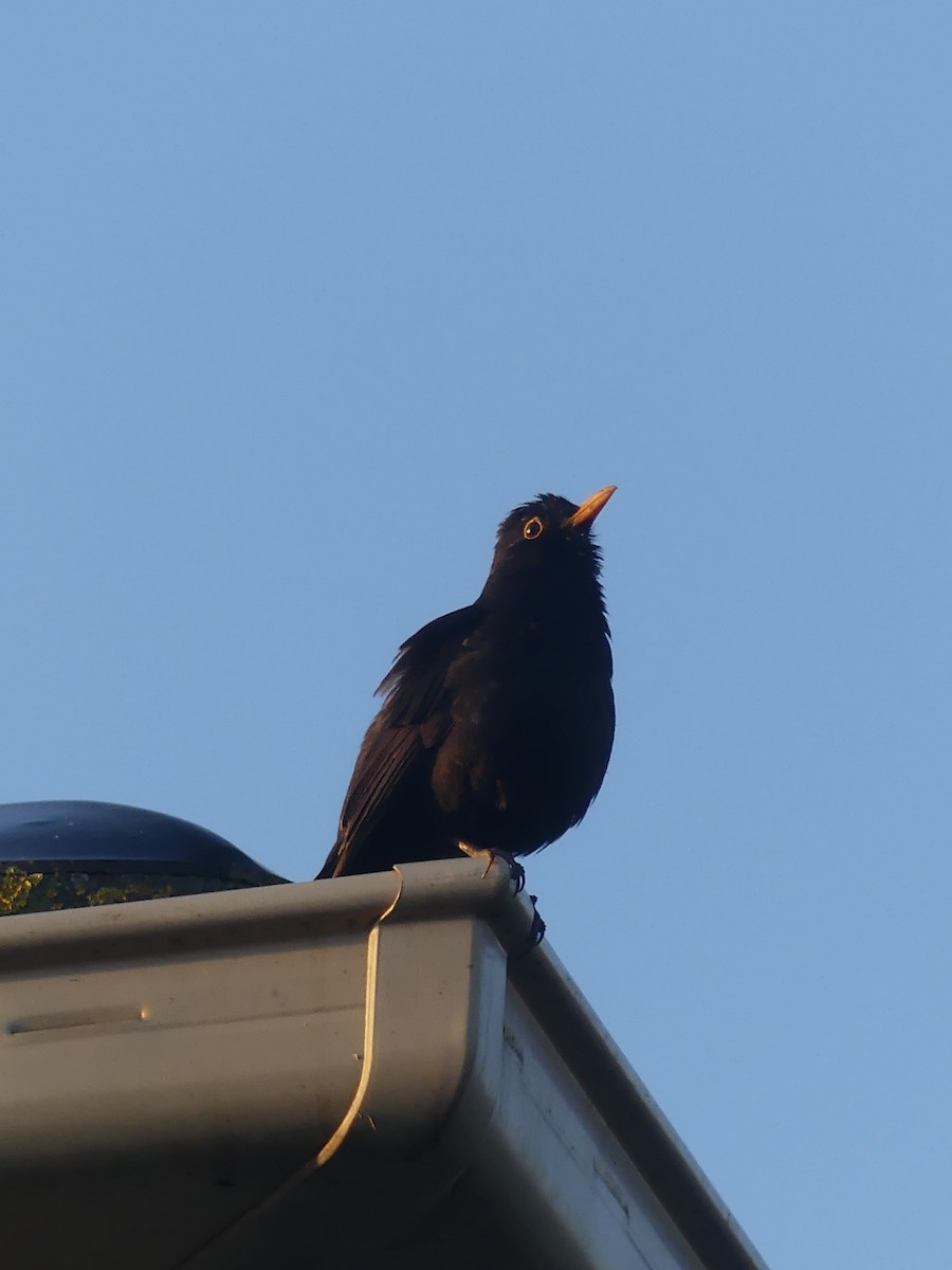 Eurasian Blackbird - ML496093491