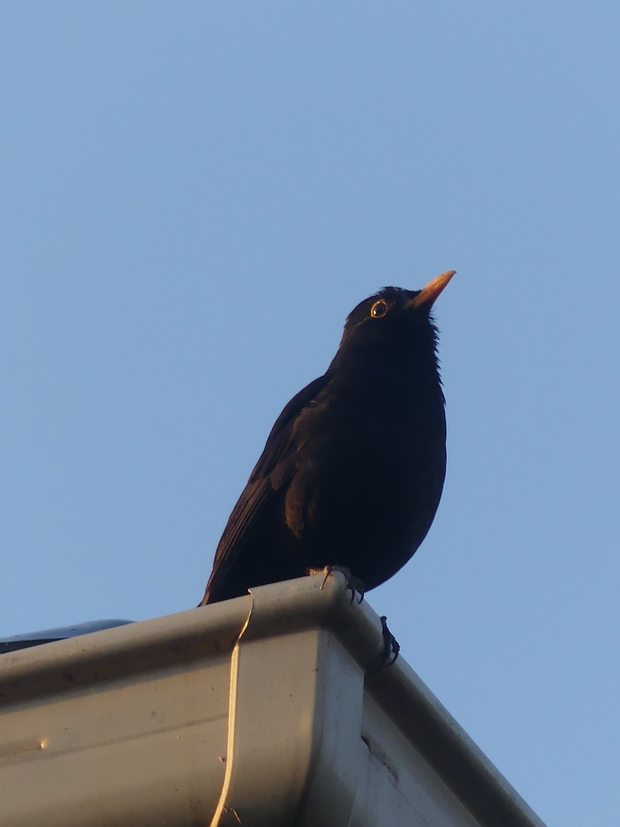 Eurasian Blackbird - ML496093501