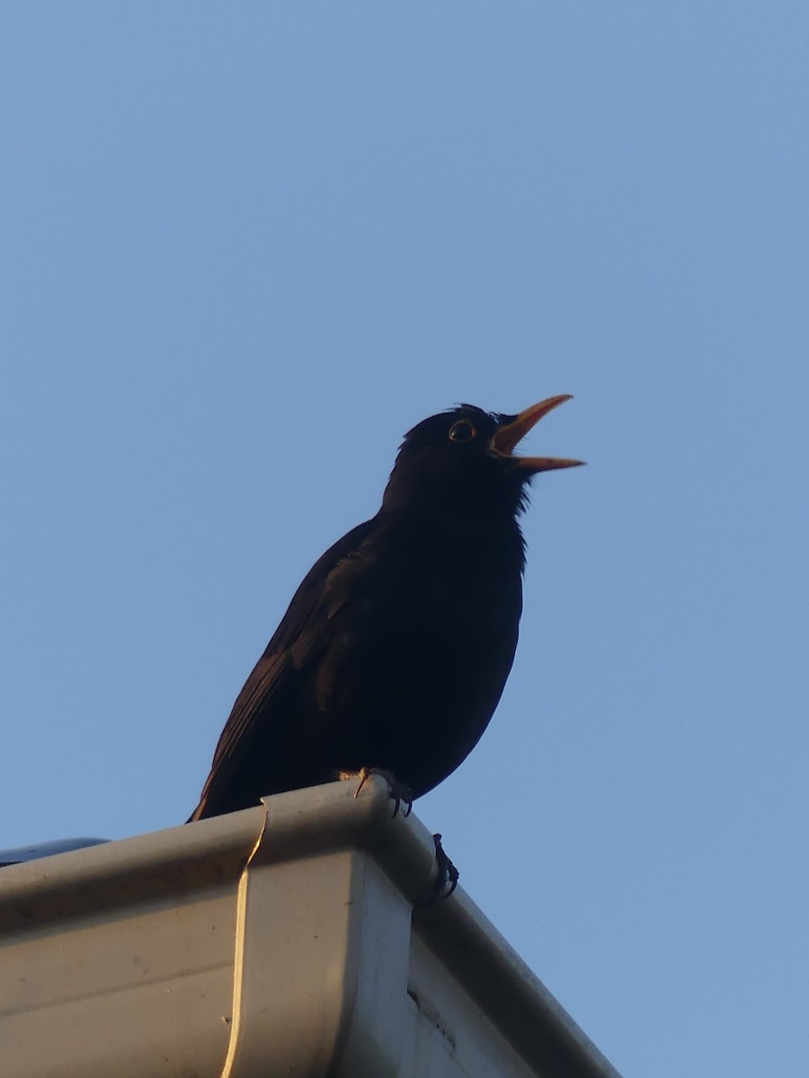 Eurasian Blackbird - ML496093511