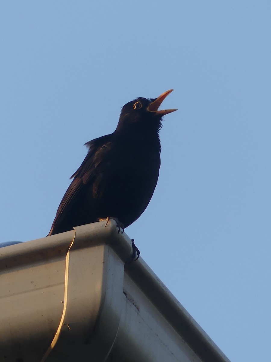 Eurasian Blackbird - ML496093541