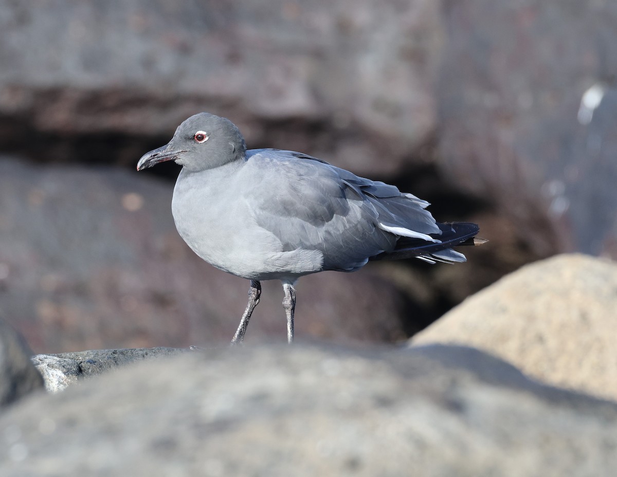 Mouette obscure - ML496093581