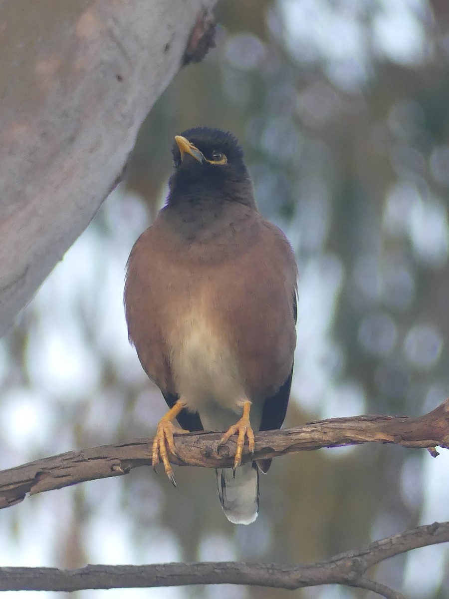 Common Myna - ML496093751