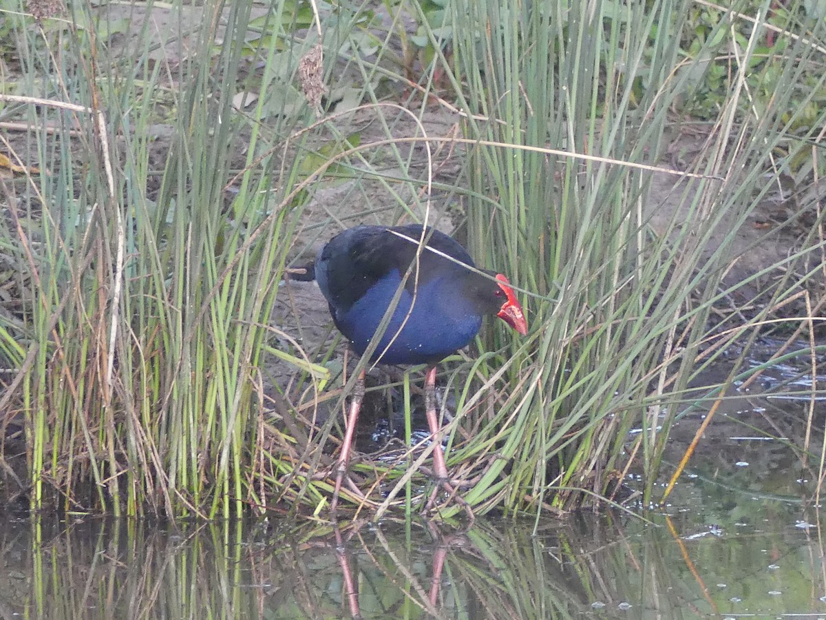 Australasian Swamphen - ML496093991