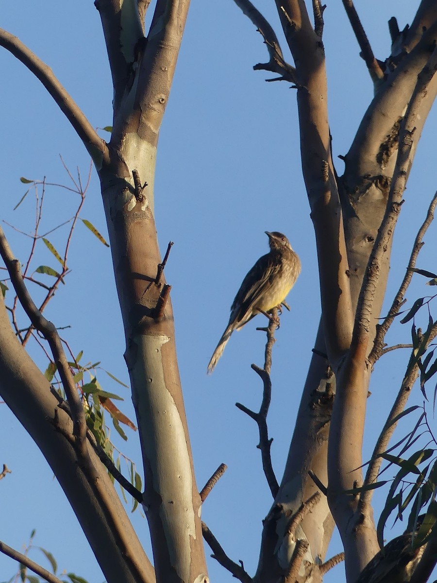 Red Wattlebird - Ethan A