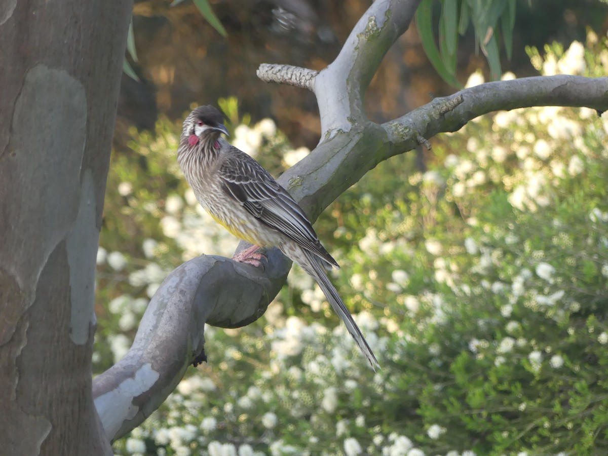 Red Wattlebird - ML496094271