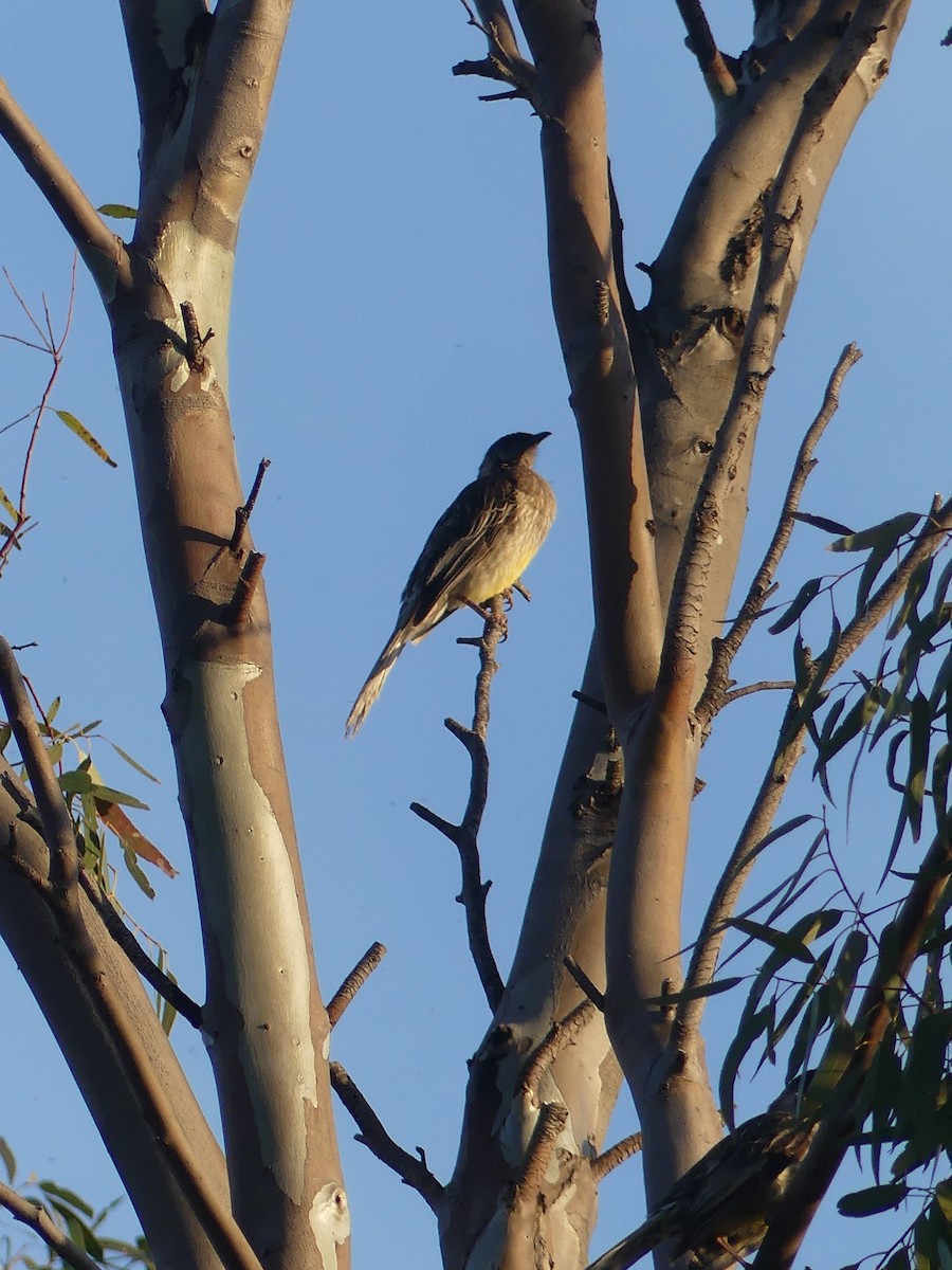 Red Wattlebird - ML496094281