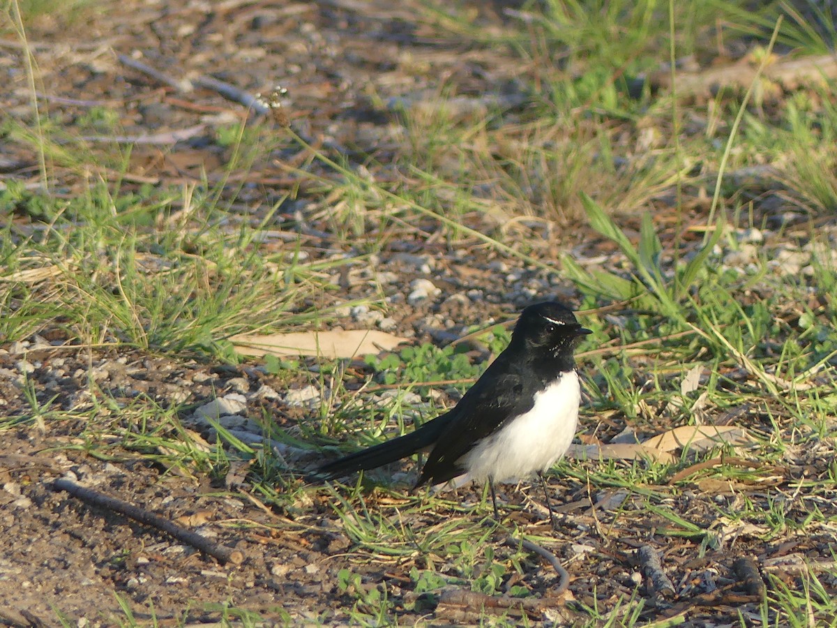 Willie-wagtail - ML496094541