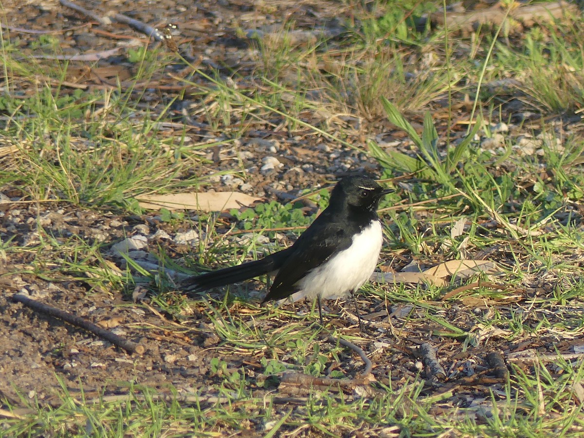 Willie-wagtail - ML496094571