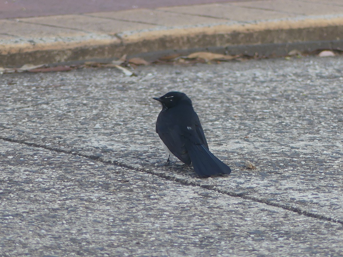 Willie-wagtail - ML496094591