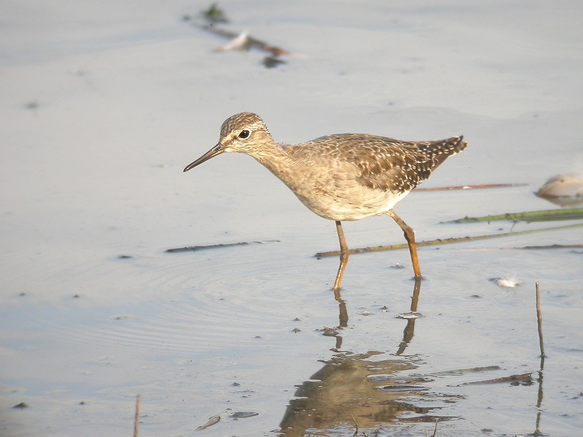 Wood Sandpiper - ML49609511