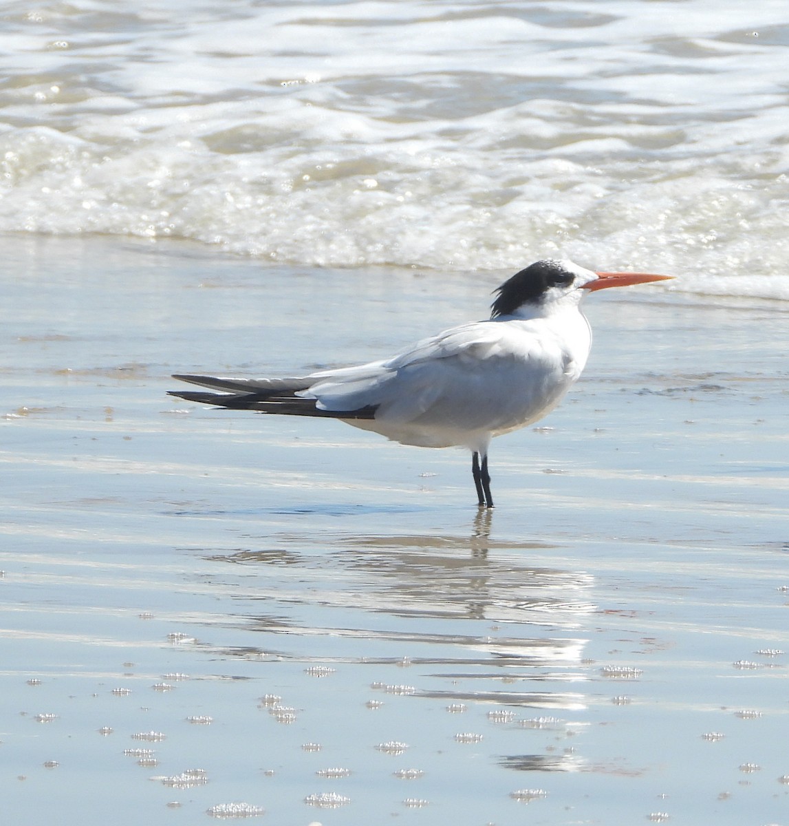 Elegant Tern - ML496099601