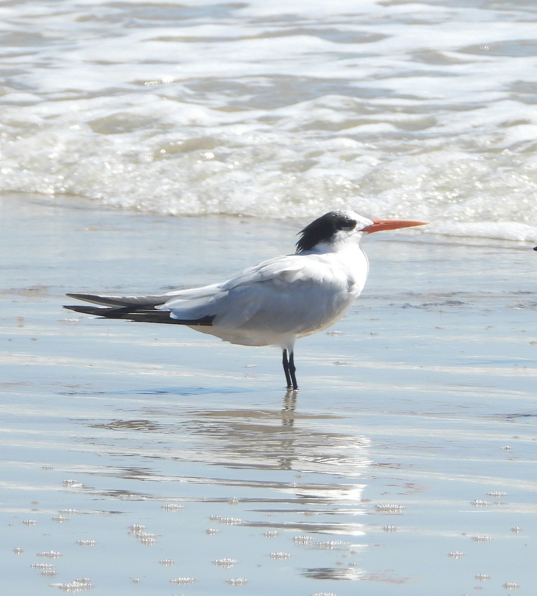 Elegant Tern - ML496099611