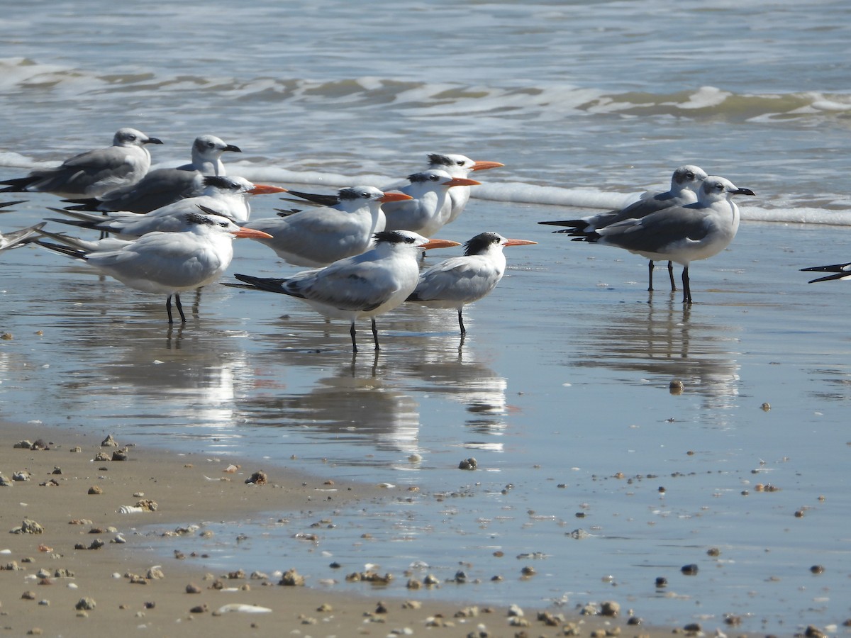 Elegant Tern - ML496099631