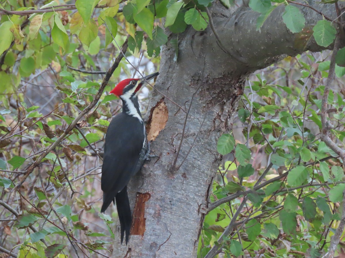 Pileated Woodpecker - Cindy Duranceau