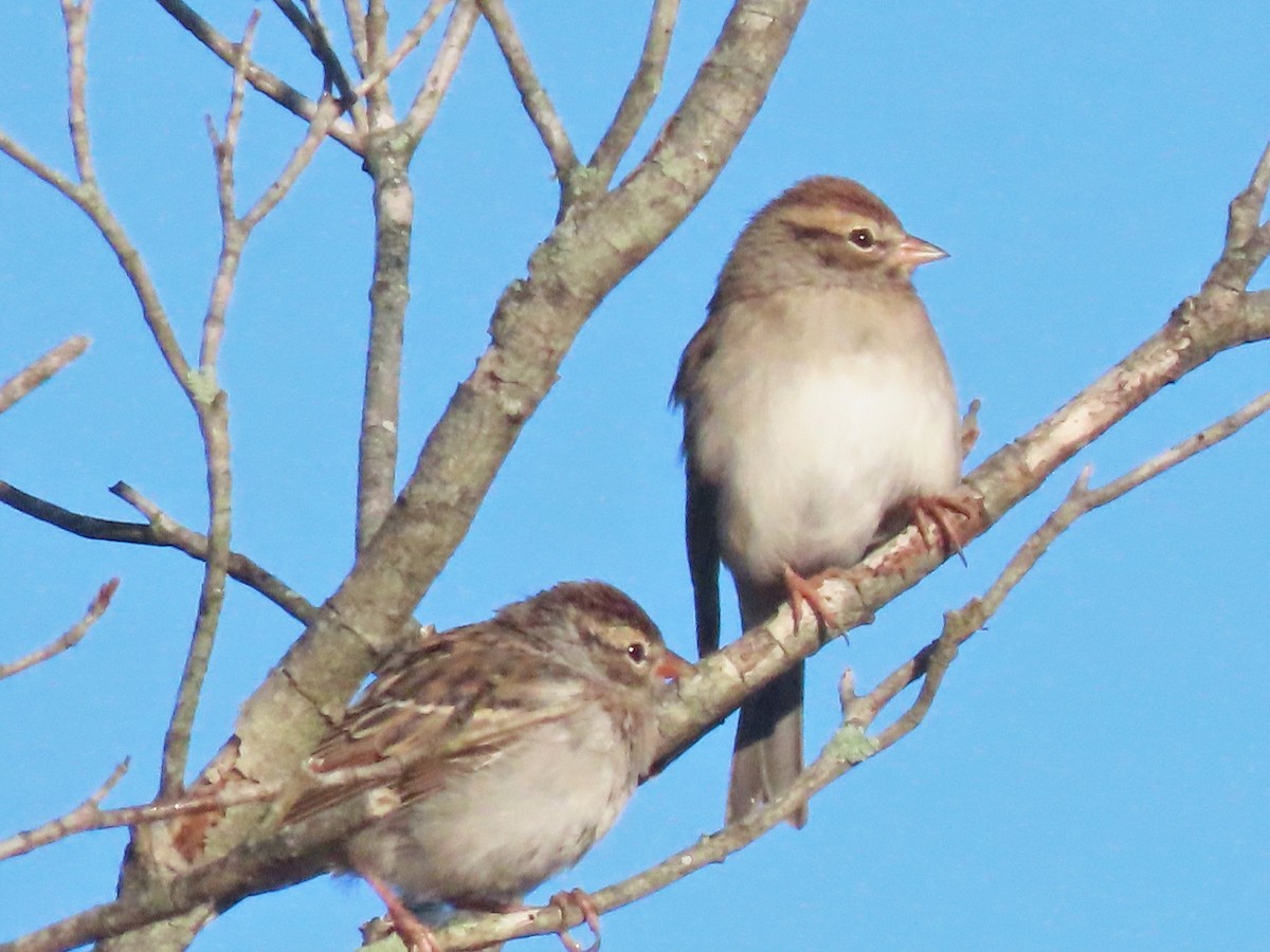 Chipping Sparrow - ML496100101