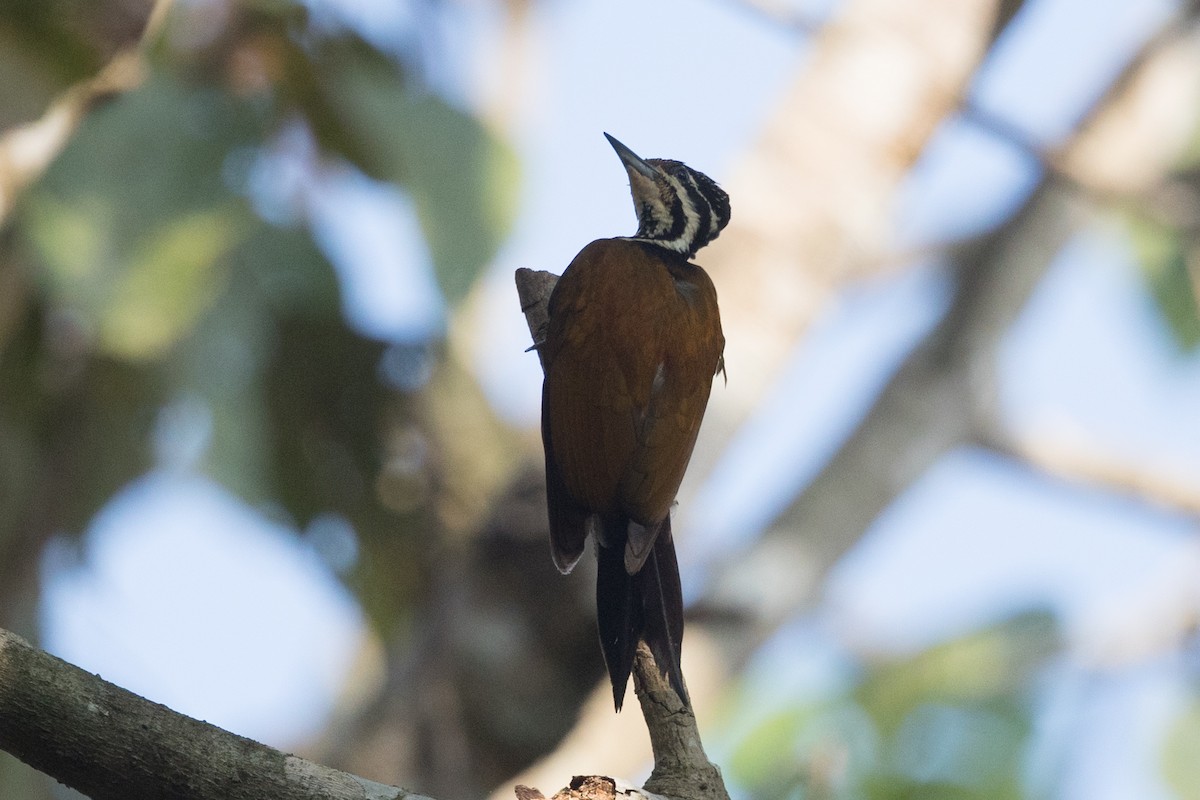 Common Flameback - ML496102921