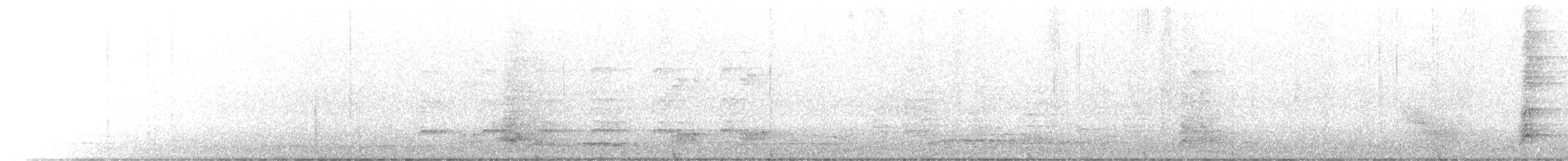 Pacific Koel (Australian) - ML496102961