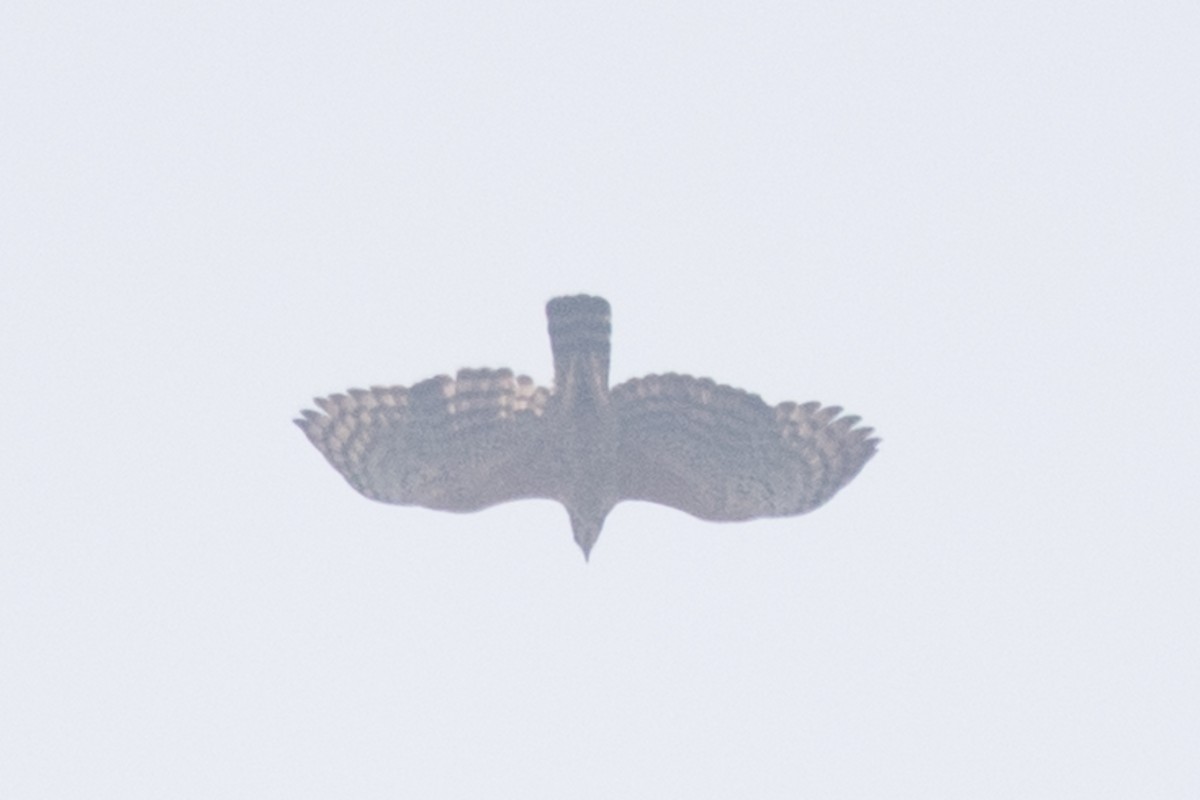 Legge's Hawk-Eagle - ML496103831