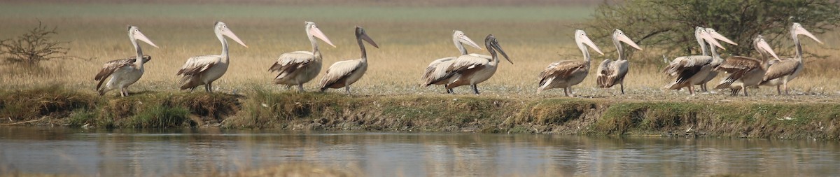 Spot-billed Pelican - ML49610441