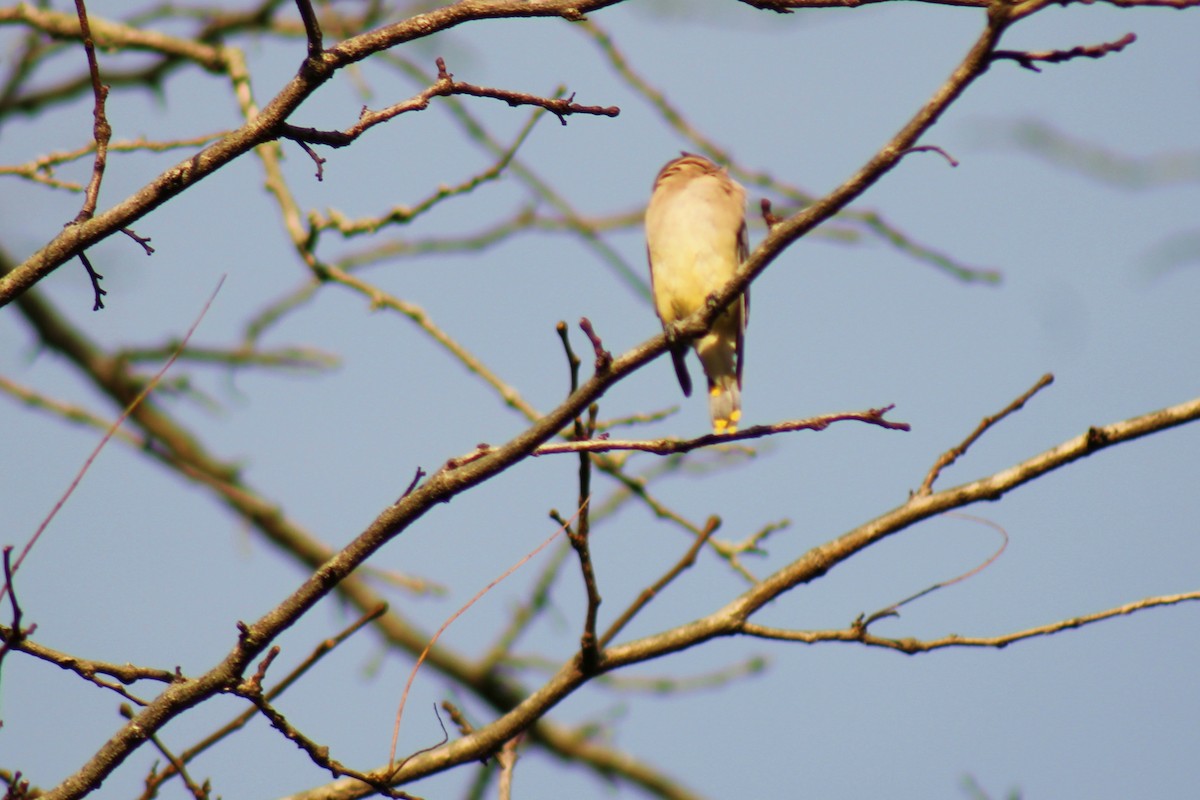 Cedar Waxwing - ML496104961